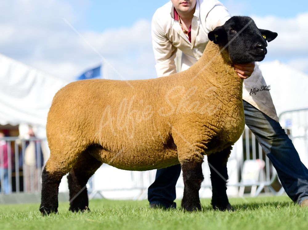 Norman Robinson - first prize shearling ewe